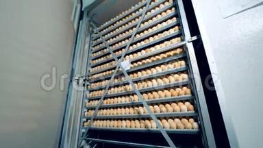 家禽的鸡卵生产。 农场孵化器，现代农业装备.. 鸡卵孵化。 4K.